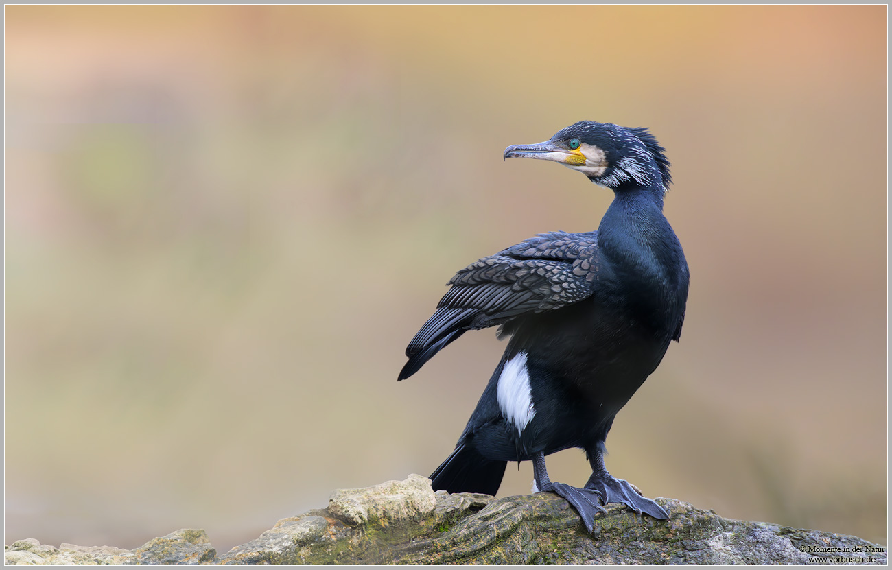 Kormoran-(Phalacrocorax-carbo)35.jpg