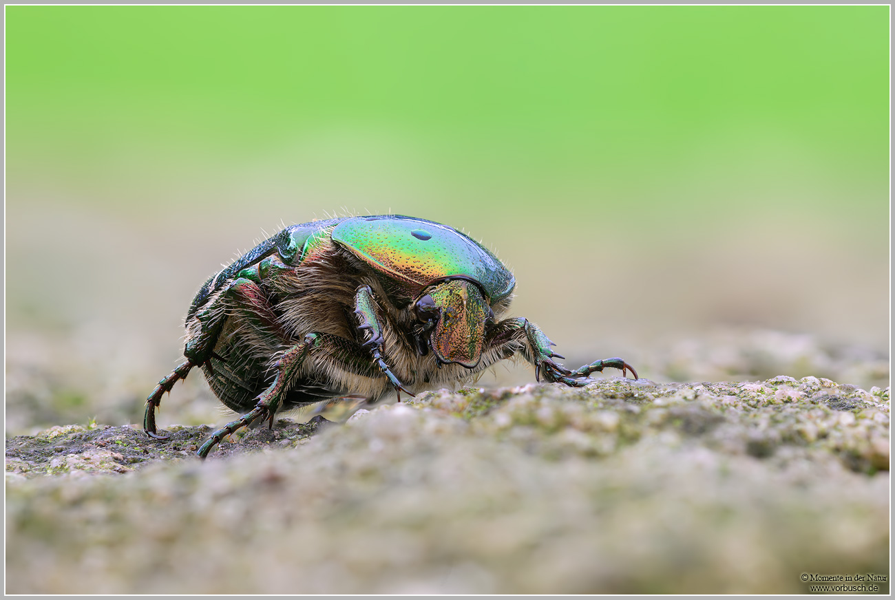 Goldglänzender-Rosenkäfer-(Cetonia-aurata).jpg
