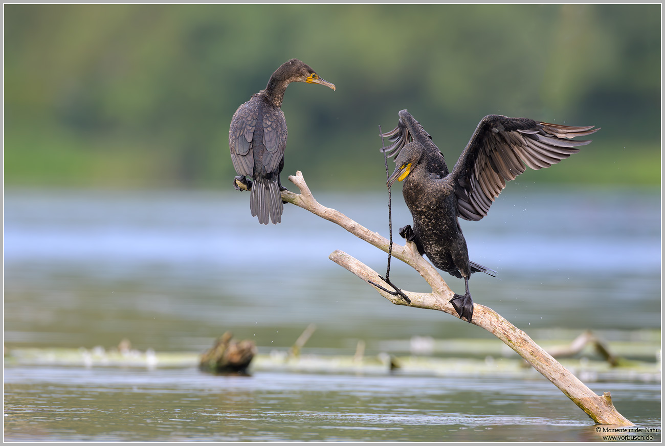 Kormoran-(Phalacrocorax-carbo)36.jpg