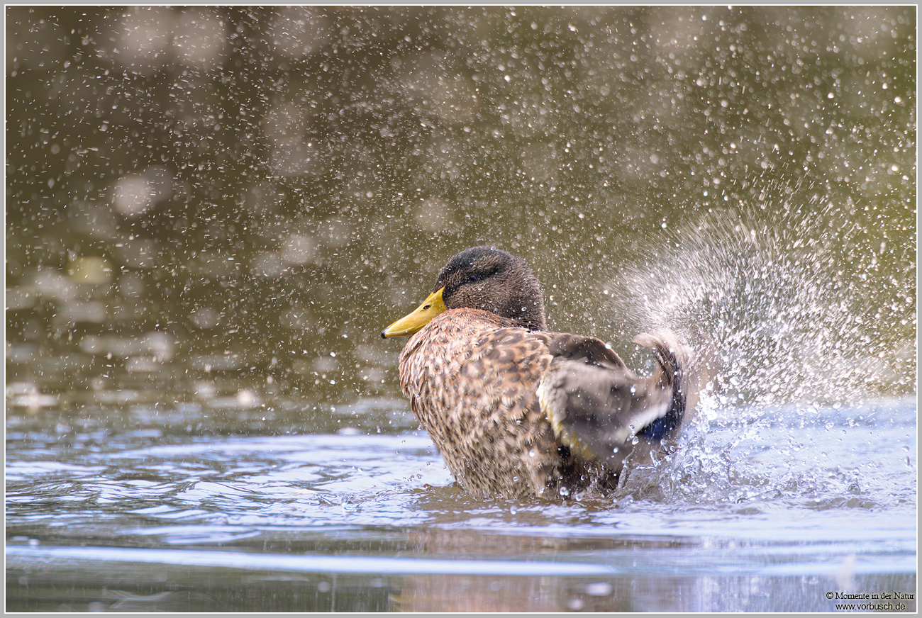 Stockente-(Anas-platyrhynchos)50.jpg
