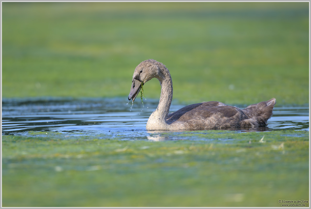 Höckerschwan-(Cygnus-olor)56.jpg