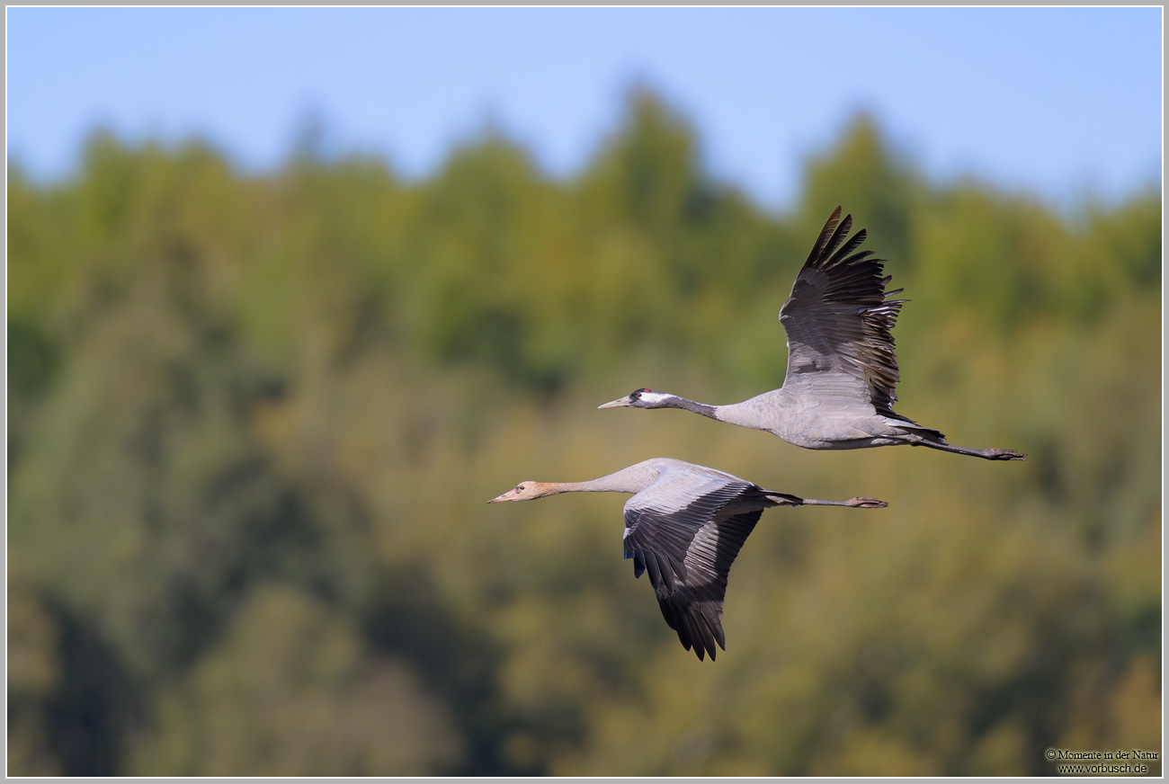 Grauer-Kranich-(Grus-grus)119.jpg