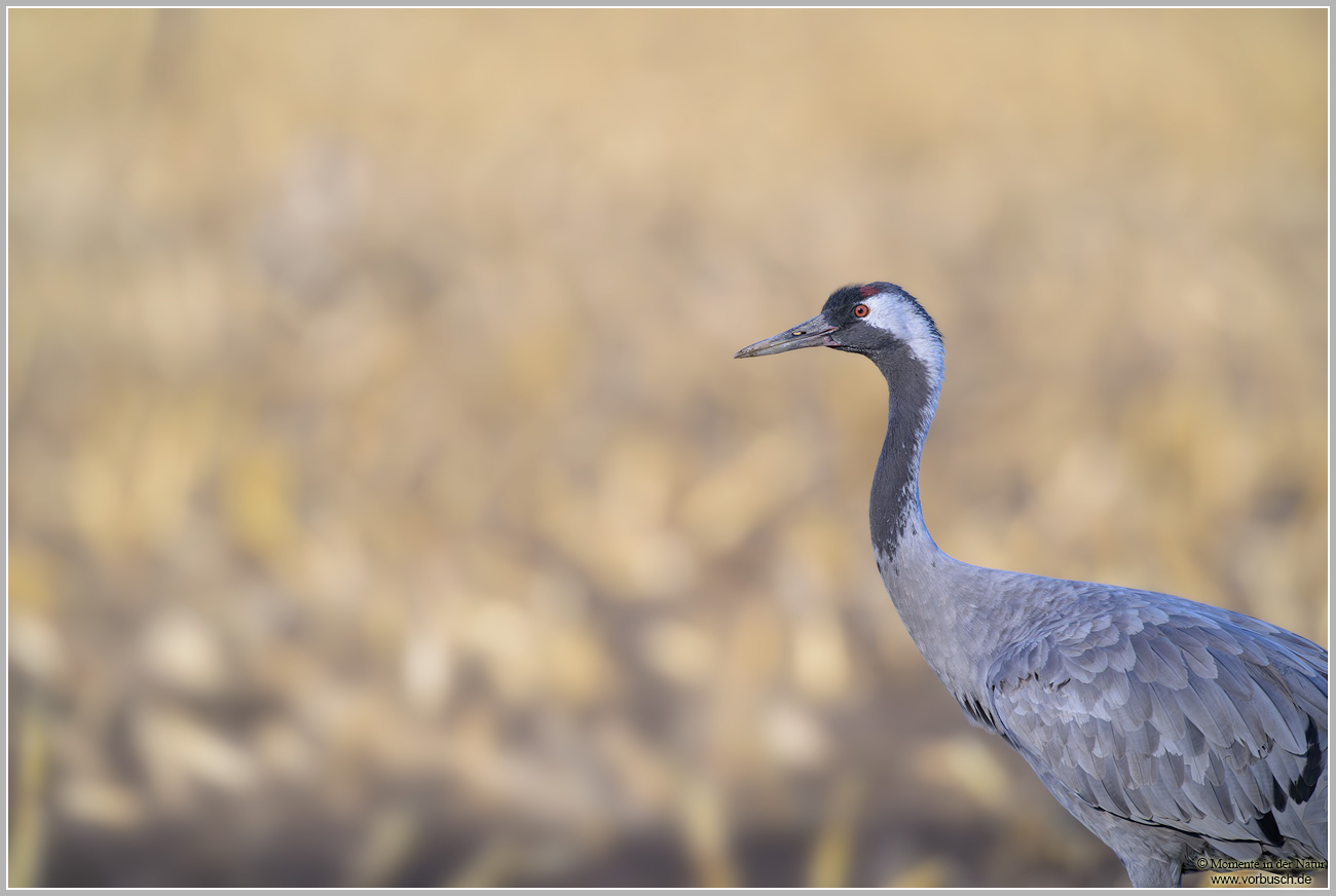 Grauer-Kranich-(Grus-grus)125.jpg