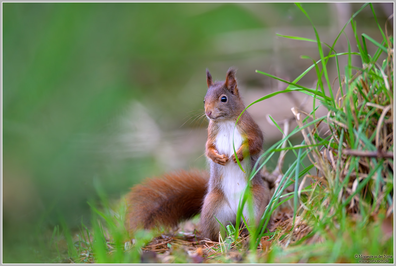 Eichhörnchen-(Sciurus-vulgaris)31.jpg