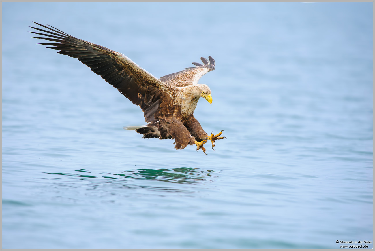 Seeadler-(Haliaeetus-albicilla)8.jpg