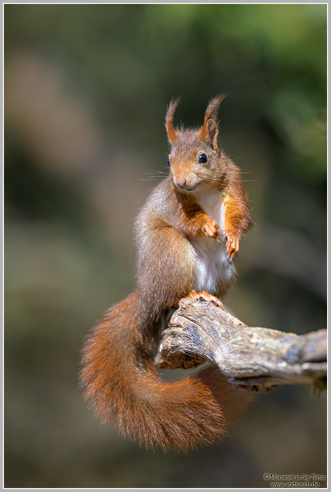 Eichhörnchen-(Sciurus-vulgaris)35.jpg