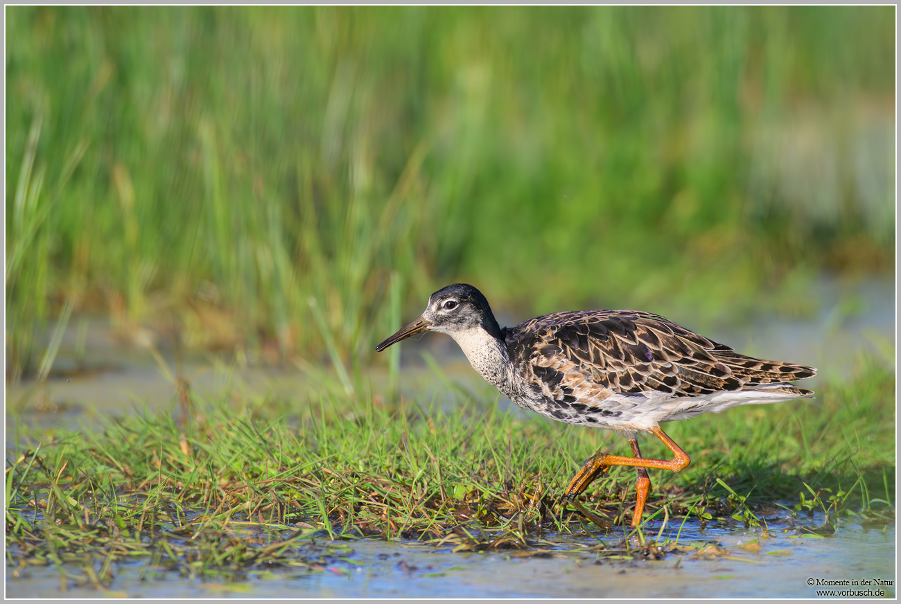 Kampfläufer-(Calidris-pugnax).jpg