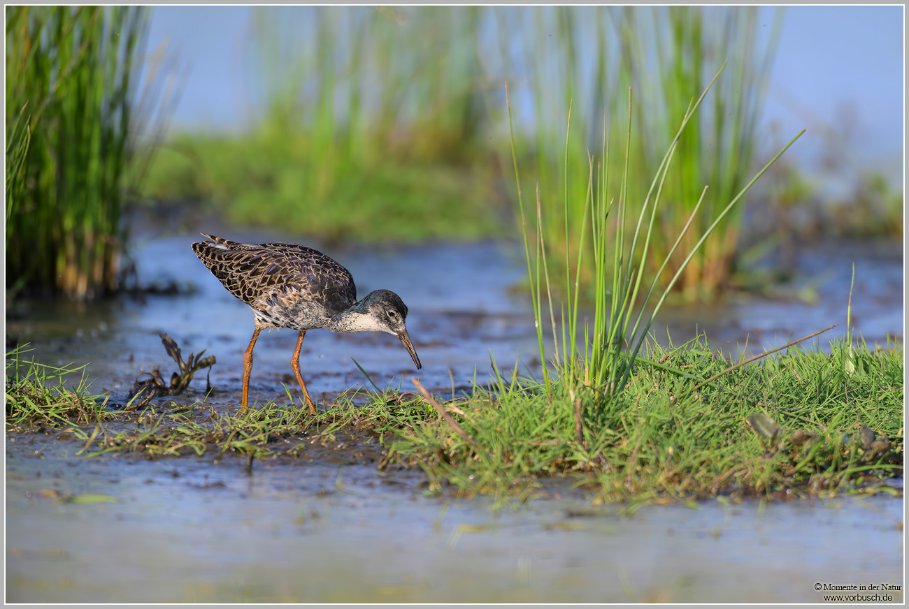 Kampfläufer-(Calidris-pugnax)3.jpg