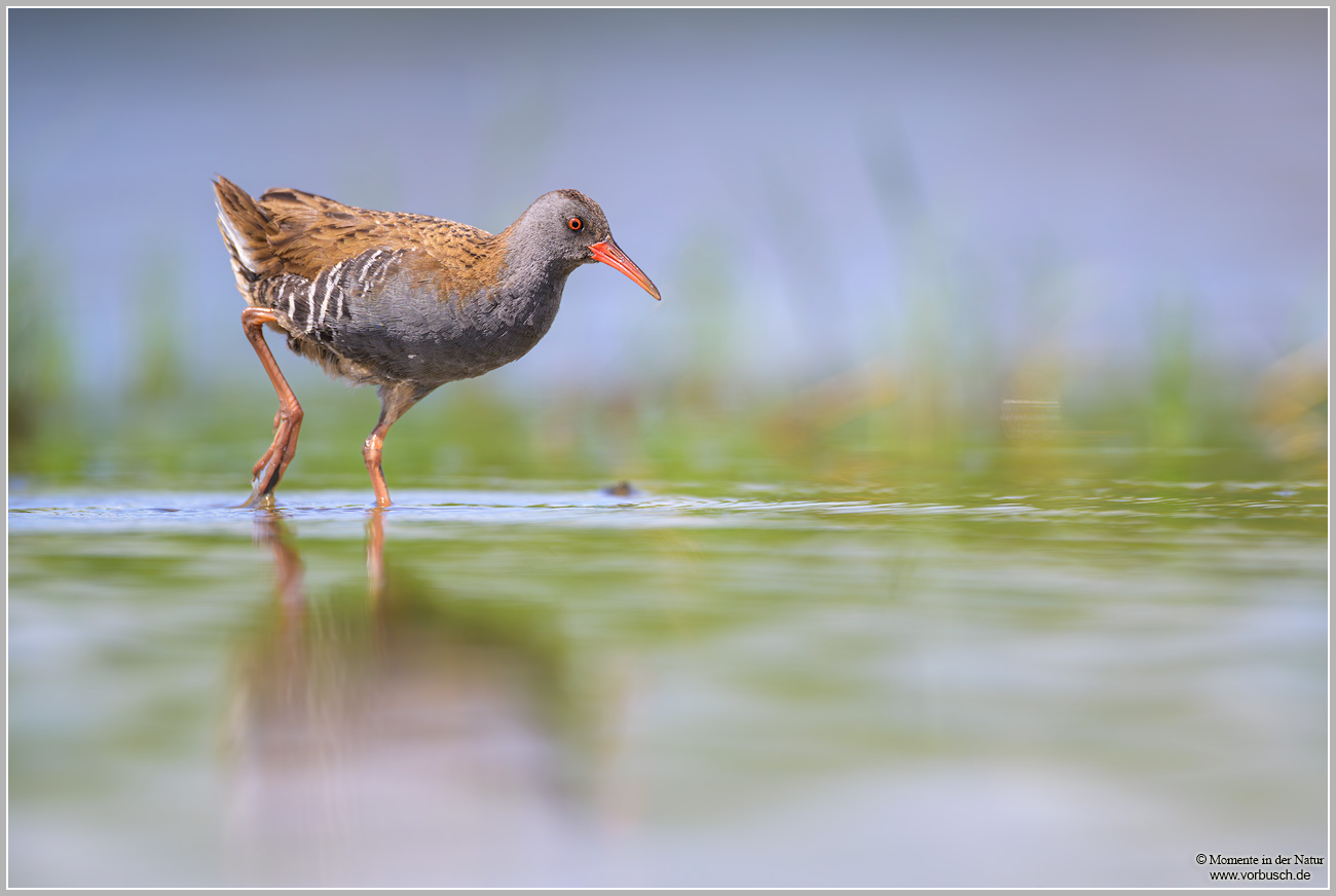 Wasserralle-(Rallus-aquaticus).jpg