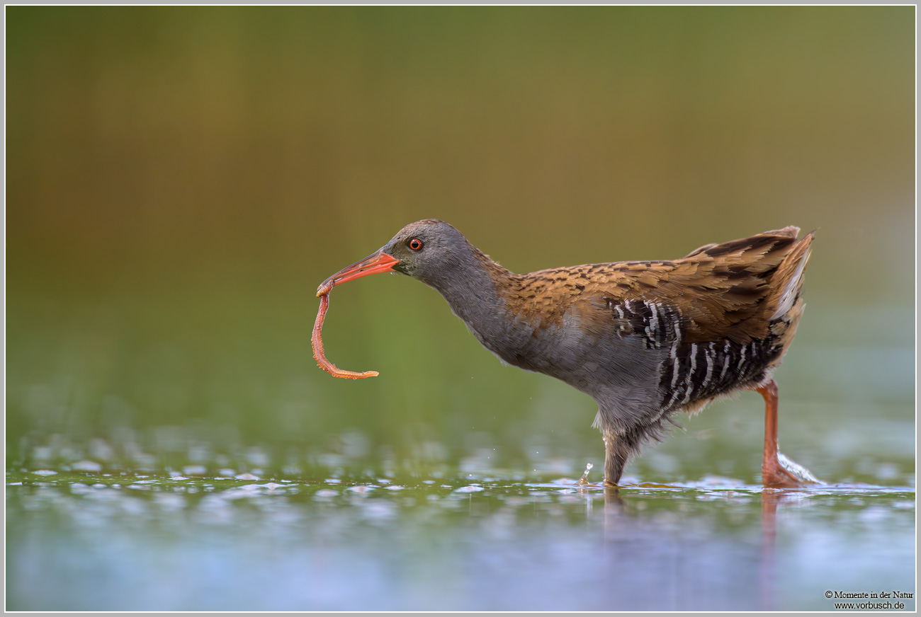 Wasserralle-(Rallus-aquaticus)2.jpg