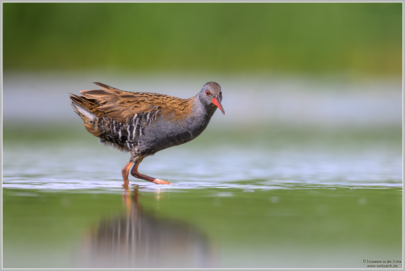 Wasserralle-(Rallus-aquaticus)4.jpg
