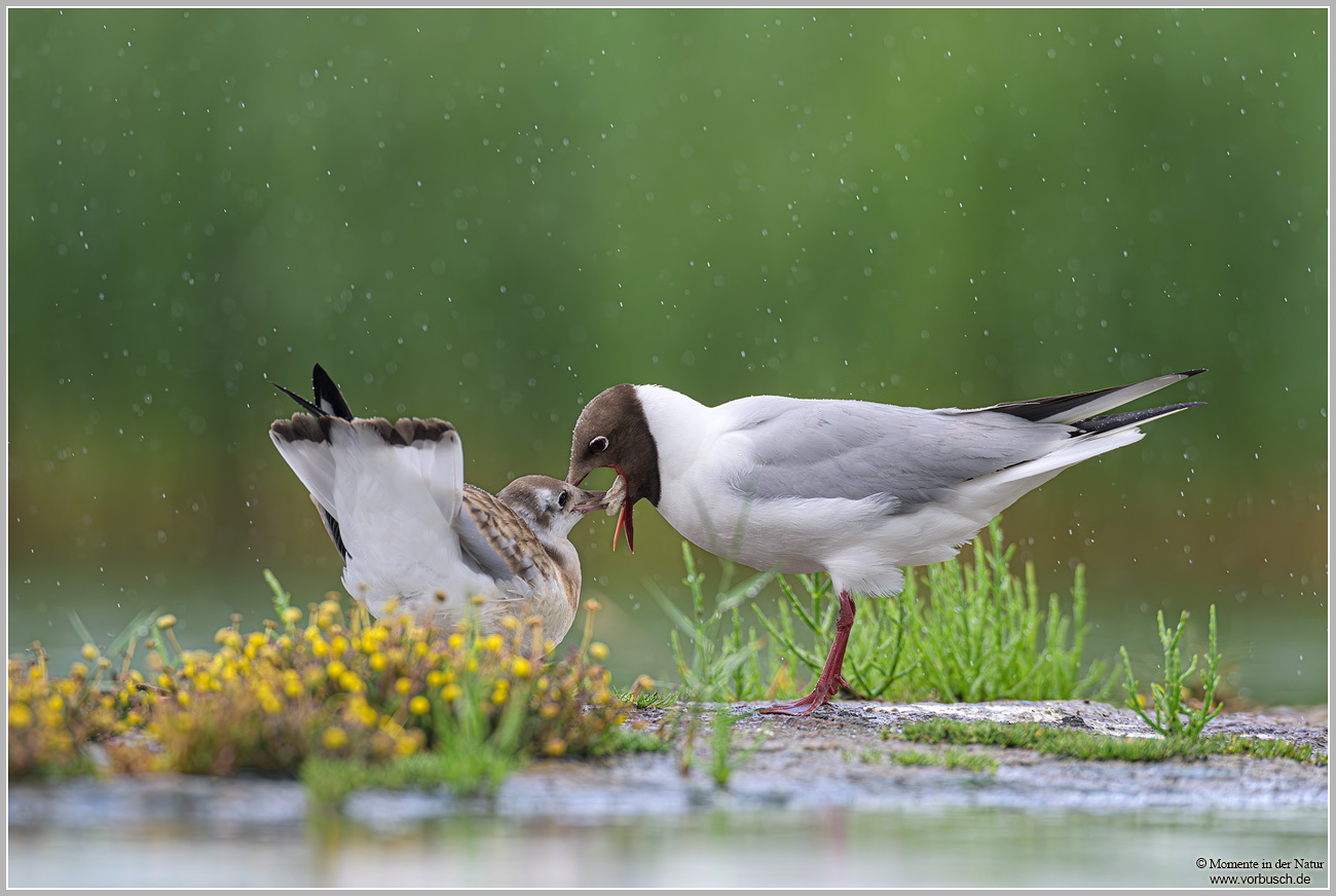 Lachmöwe-(Larus-ridibundus)72.jpg