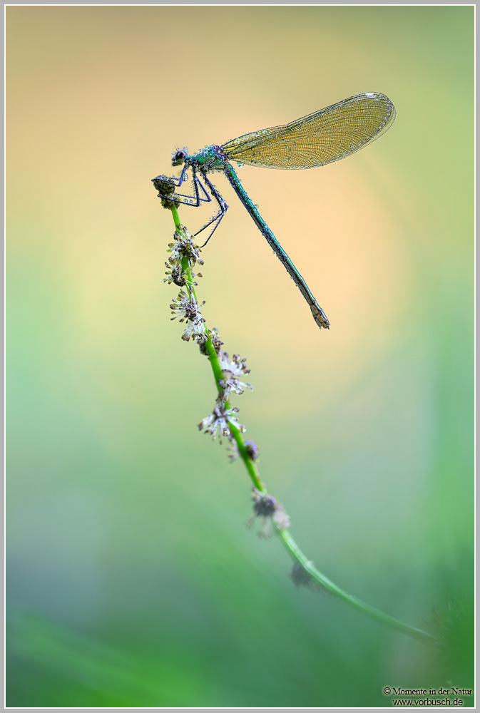 Gebänderte-Prachtlibelle-(Calopteryx-splendens)16.jpg