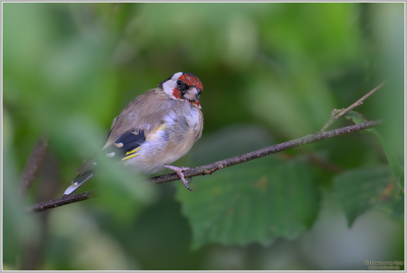 Stieglitz_Distelfink-(Carduelis-carduelis)3.jpg