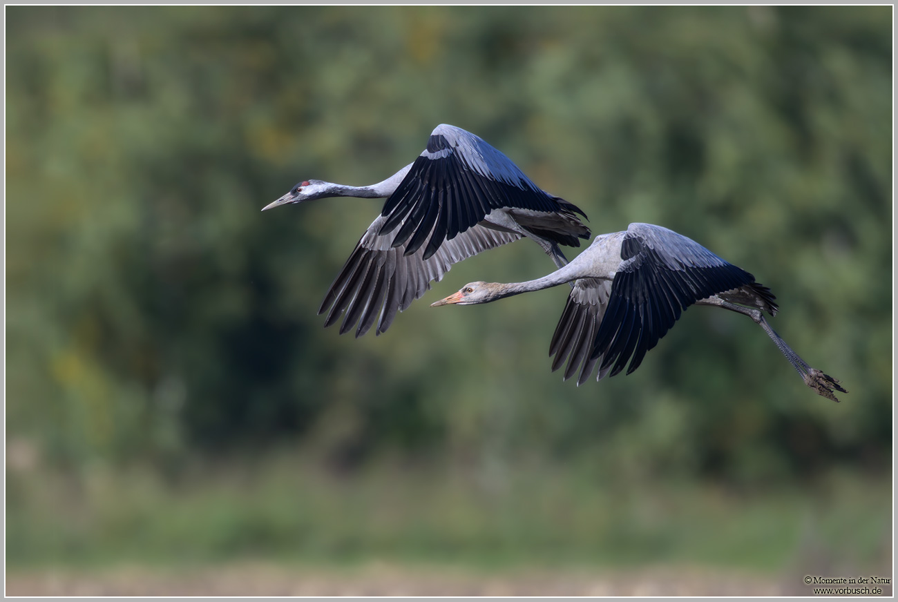 Grauer-Kranich-(Grus-grus)127.jpg
