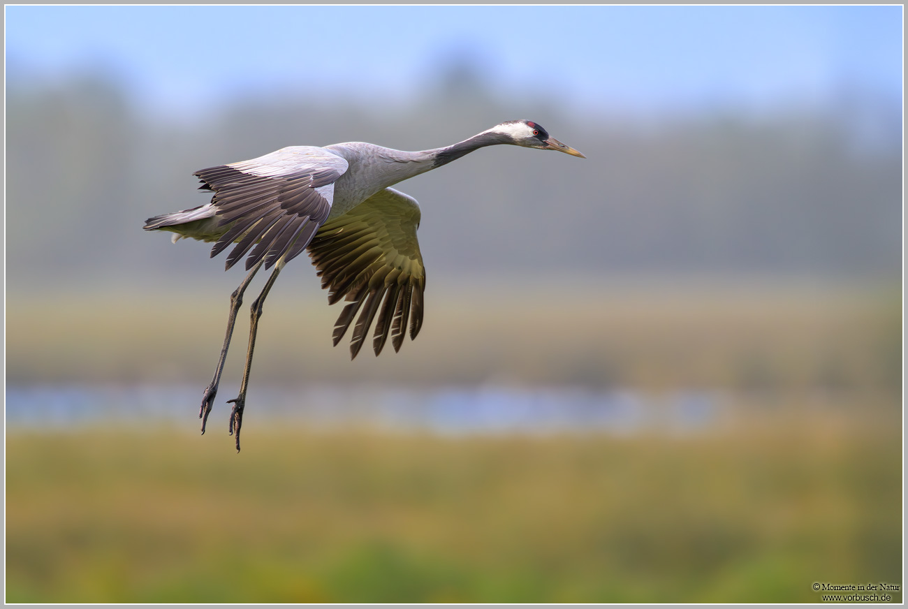 Grauer-Kranich-(Grus-grus)134.jpg