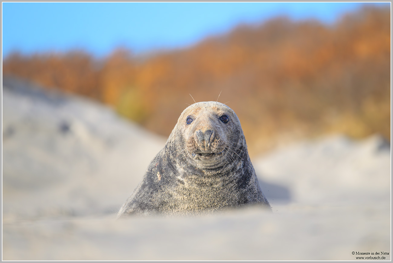 Kegelrobbe-(Halichoerus-grypus)79.jpg