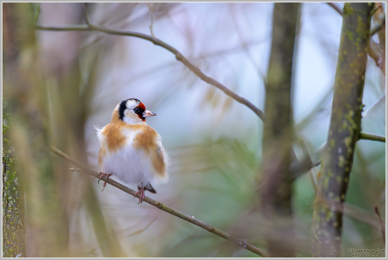 Stieglitz_Distelfink-(Carduelis-carduelis)4.jpg