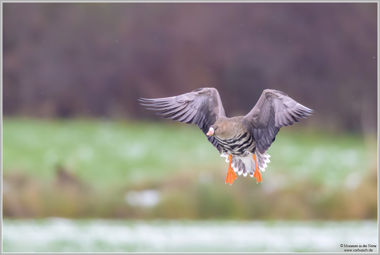 Blaessgans-(Anser-albifrons)84.jpg