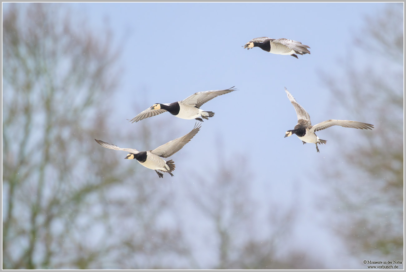 Weisswangengans-(Branta-leucopsis)19.jpg