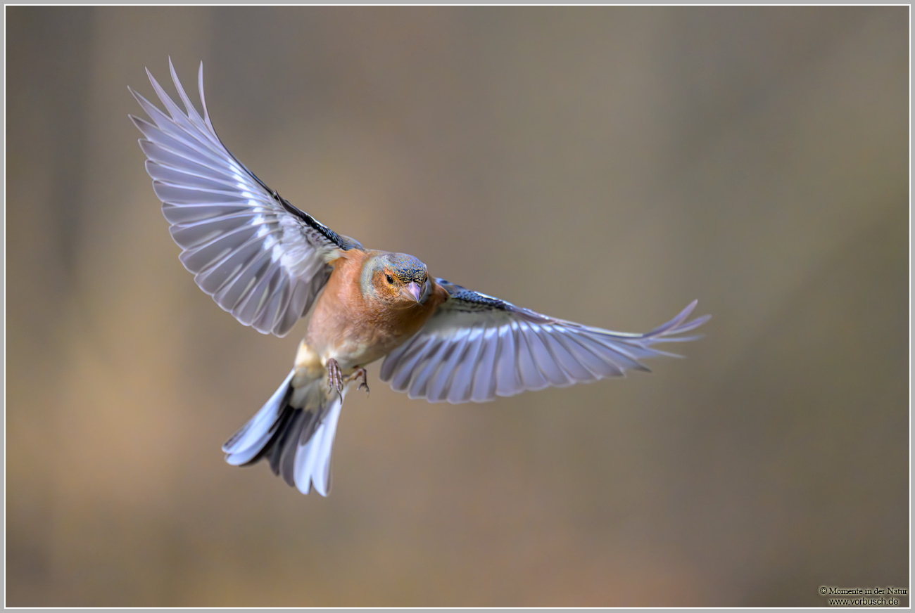 Buchfink-(Fringilla-coelebs)17.jpg