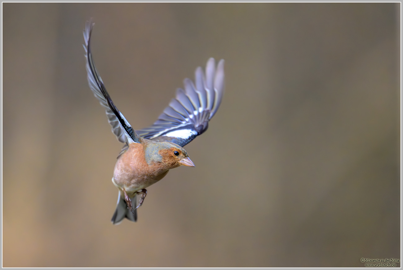 Buchfink-(Fringilla-coelebs)18.jpg