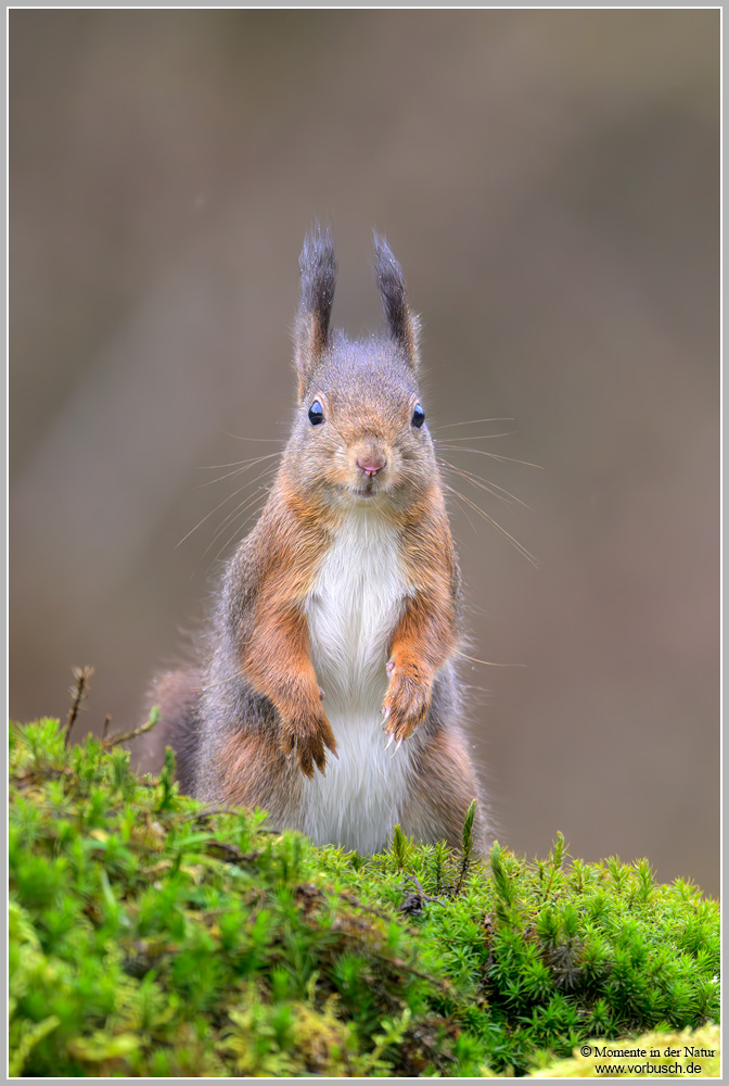 Eichhörnchen-(Sciurus-vulgaris)36.jpg