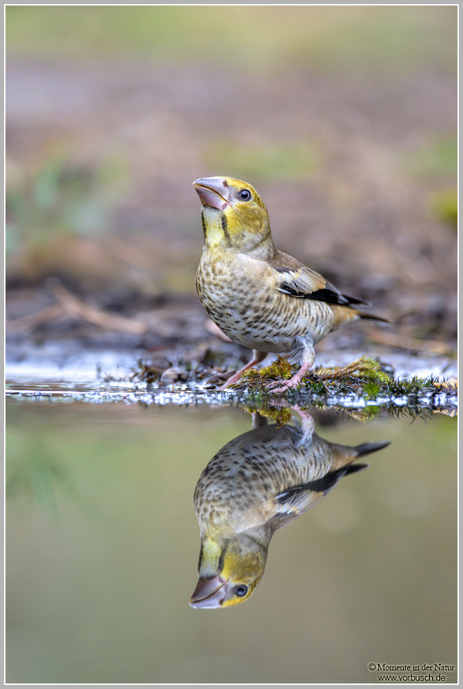 Kernbeisser-(Coccothraustes-coccothraustes)11.jpg