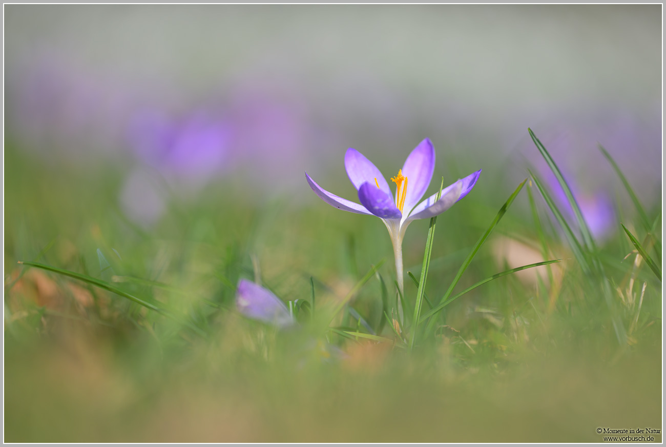 Krokus-(Crocus-sp.jpg
