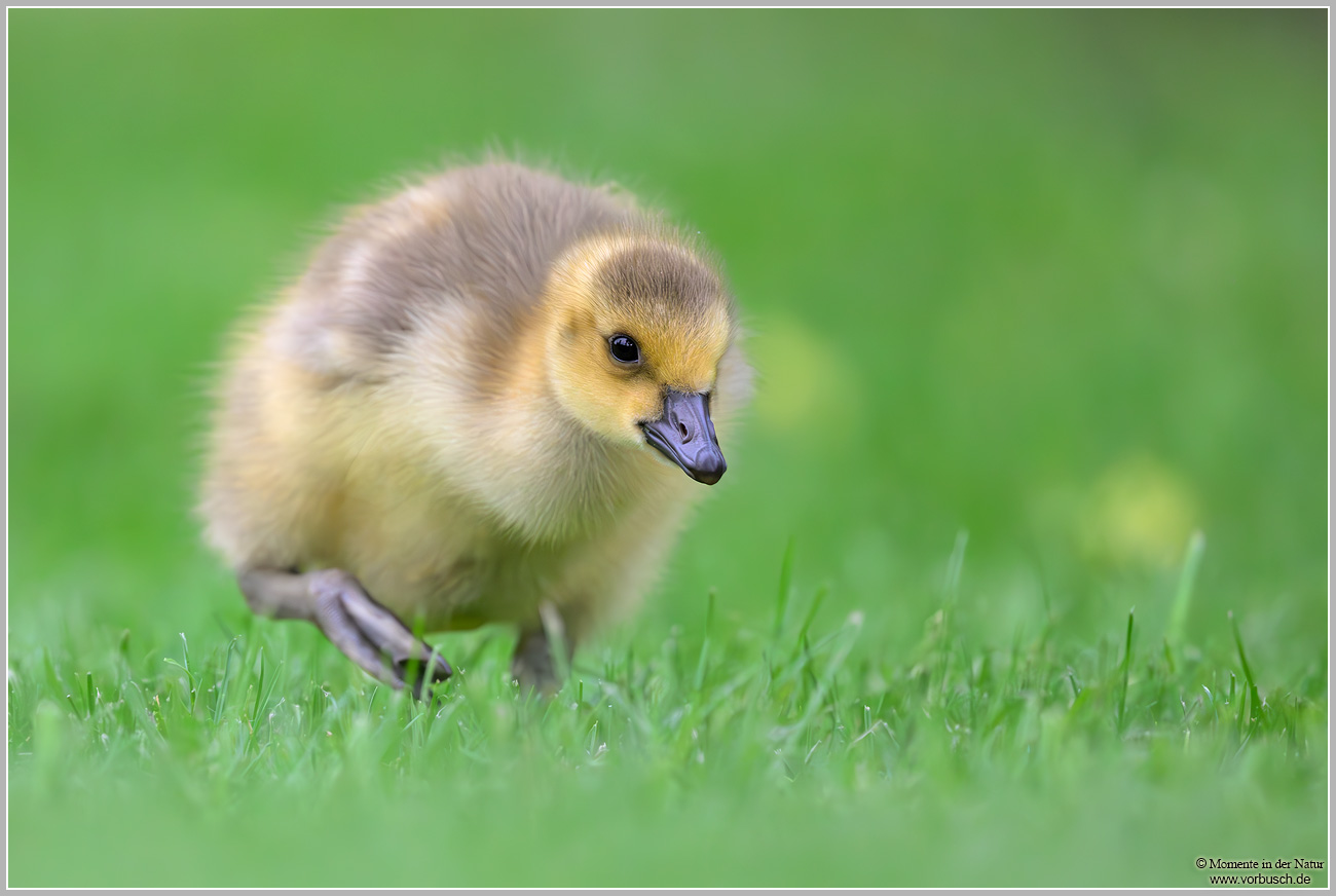 Kanadagans-(Branta-canadensis)63.jpg