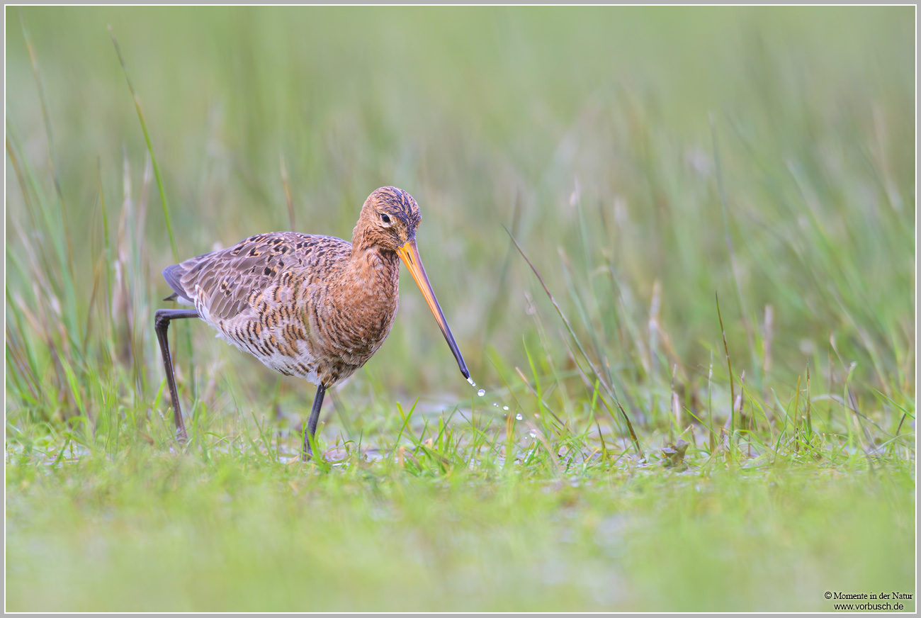Uferschnepfe-(Limosa-limosa)37.jpg
