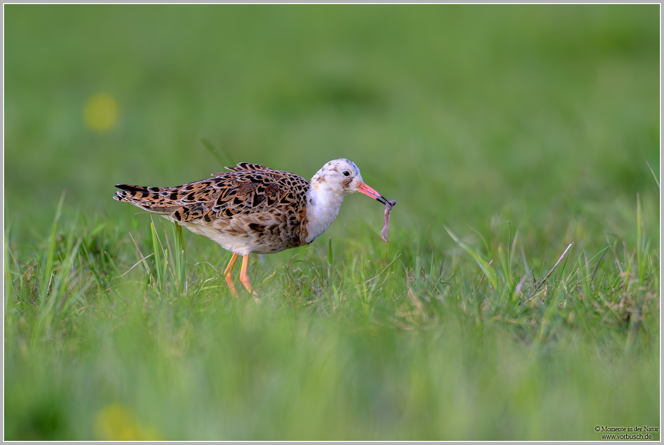 Kampfläufer-(Calidris-pugnax)9.jpg