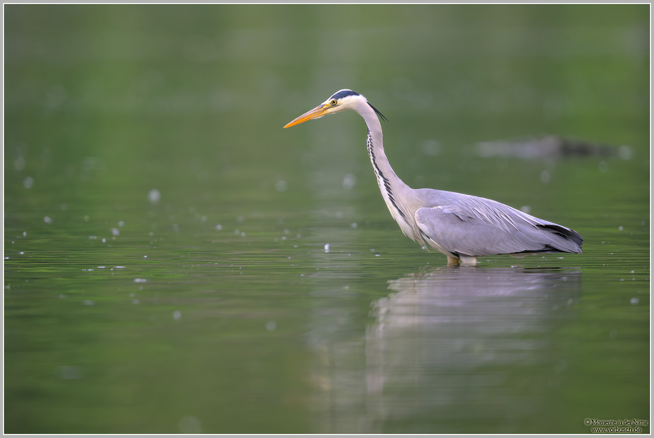 Graureiher-(Ardea-cinerea)113.jpg