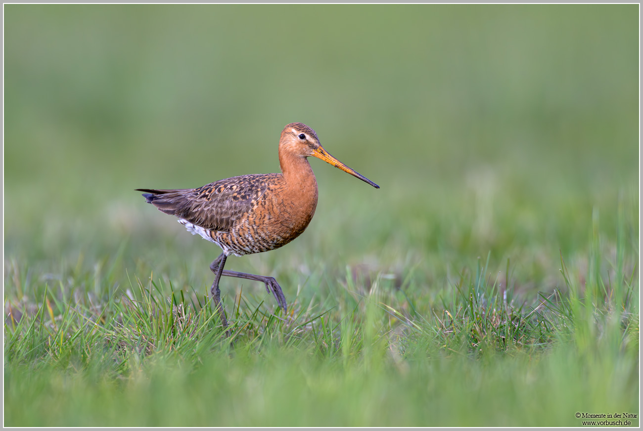 Uferschnepfe-(Limosa-limosa)39.jpg