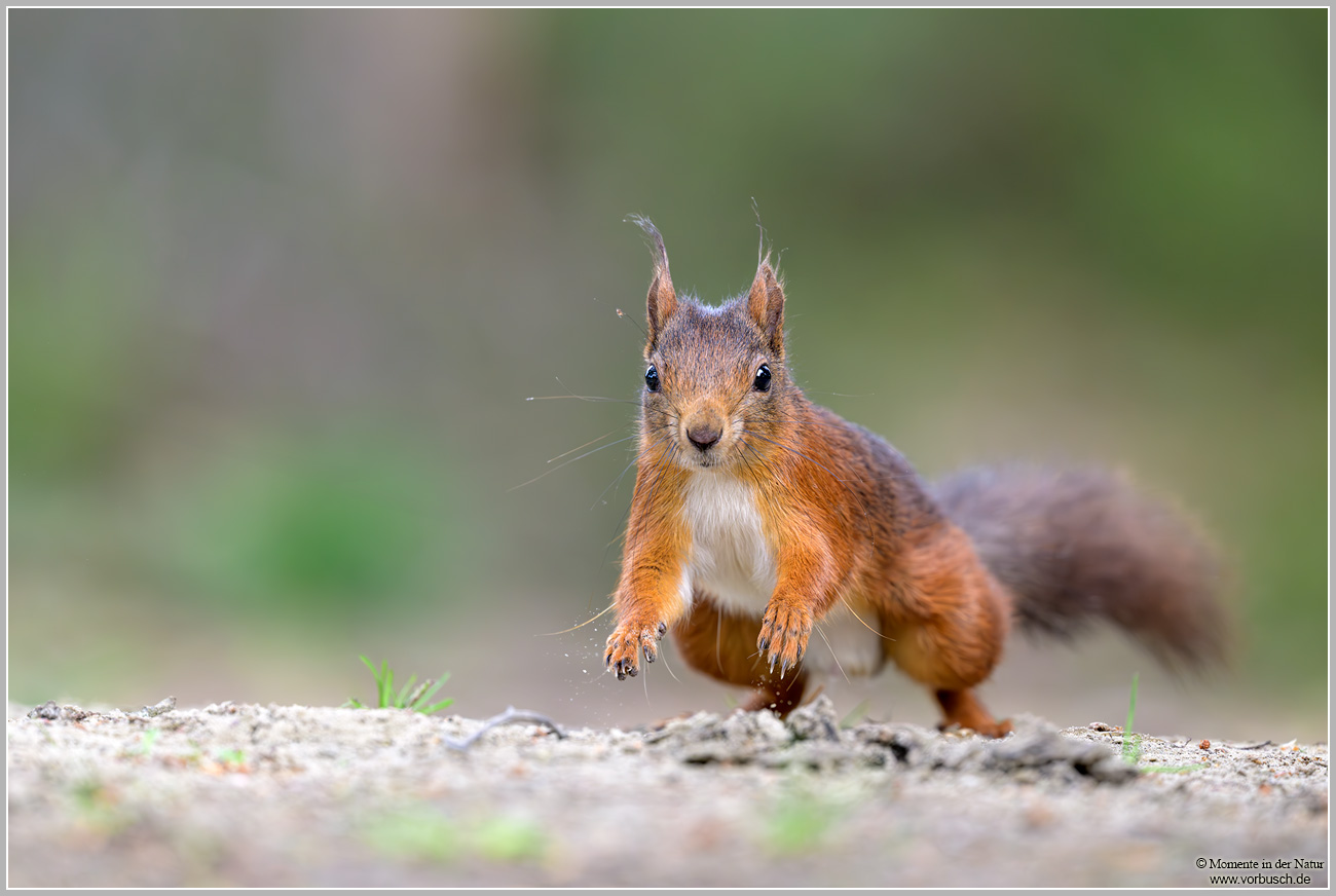 Eichhörnchen-(Sciurus-vulgaris)37.jpg