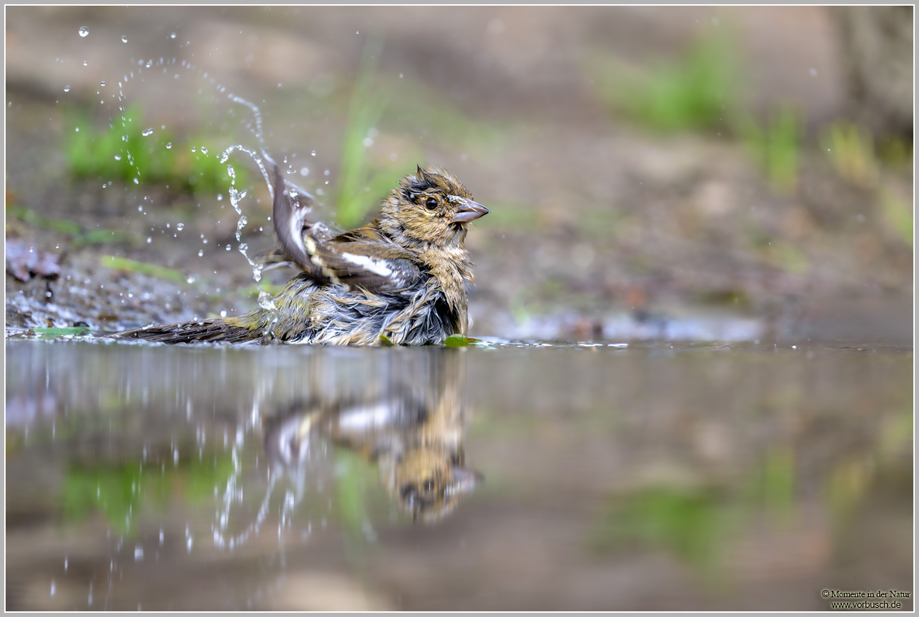 Buchfink-(Fringilla-coelebs)21.jpg