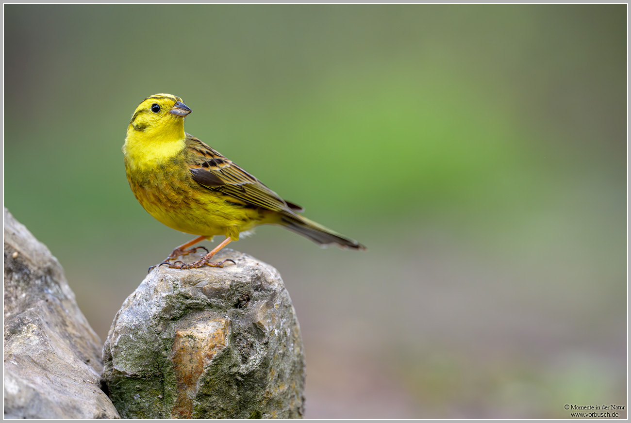 Goldammer-(Emberiza-citrinella)8.jpg