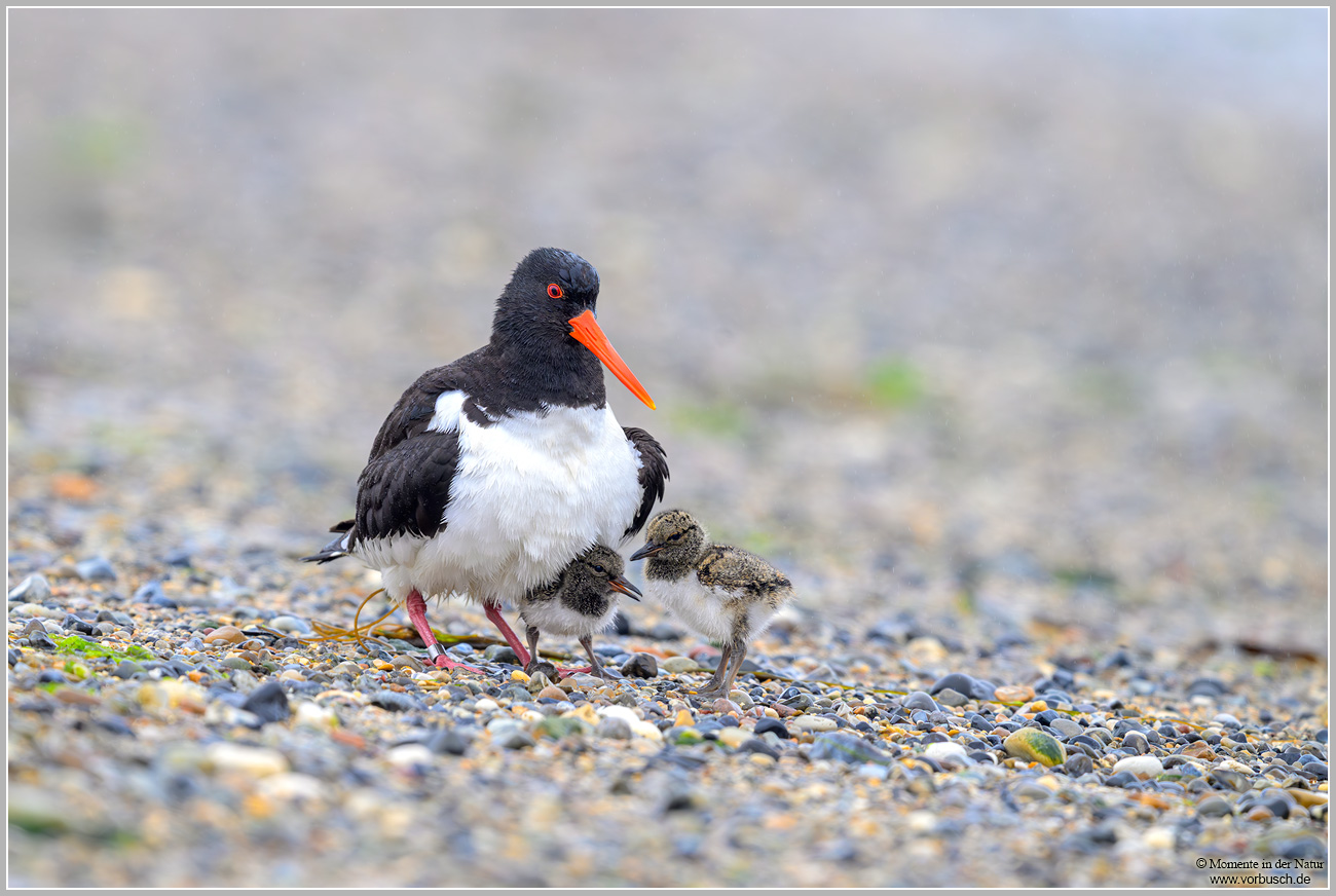 Austernfischer-(Haematopus-ostralegus)42.jpg