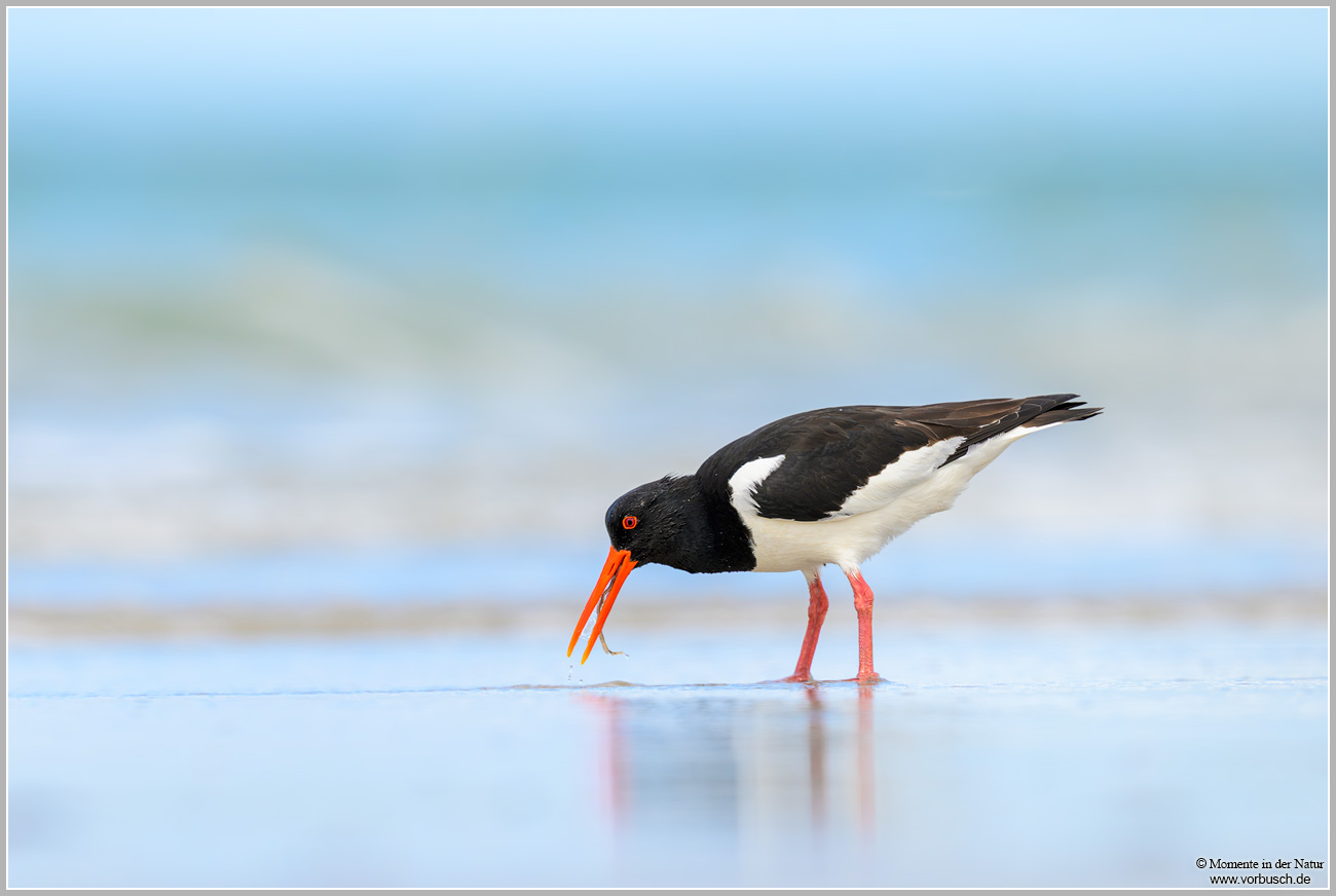 Austernfischer-(Haematopus-ostralegus)43.jpg