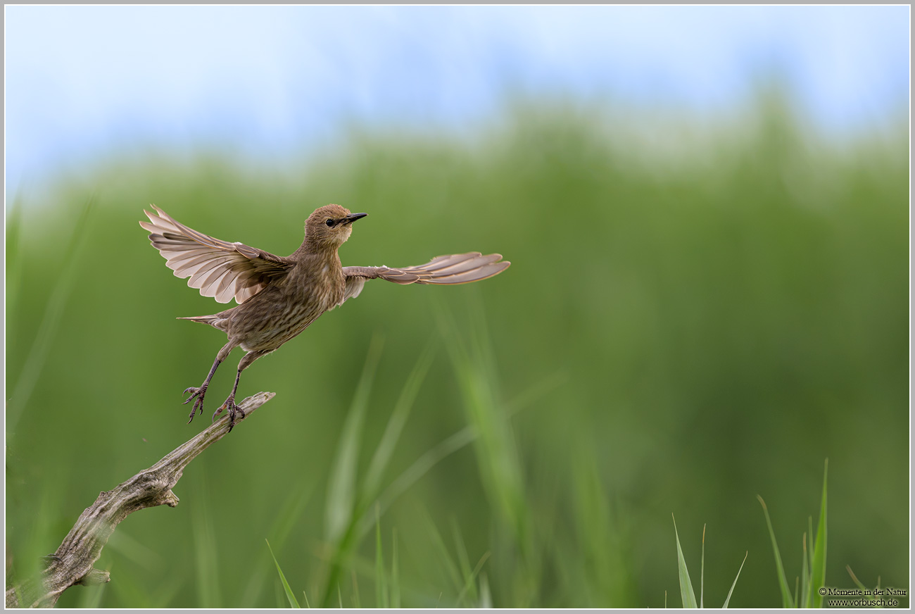 Star-(Sturnus-vulgaris)11.jpg
