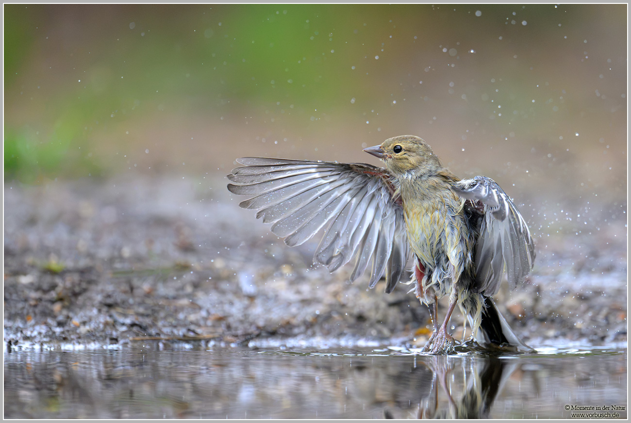 Buchfink-(Fringilla-coelebs)23.jpg