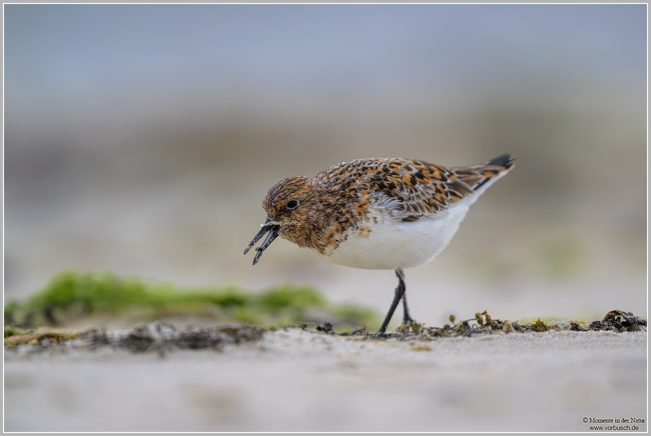 Sanderling-(Calidris-alba)11.jpg